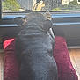 dog, pet, window, city_view, building, urban, window_sill, pillow, red_pillow, hardwood_floor, back, ears, paw, resting, indoor, sunlight, shadow, fur, small_dog, relaxed