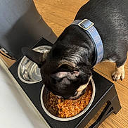 Storm joined the competition — help win amazing prizes! dog, pet, feeding, food_bowl, water_bowl, kibble, rice, hardwood_floor, collar, eating, meal_time, close_up, indoor, floor, black_fur, bowl_stand, stainless_steel_bowl, small_dog, paw, canine
