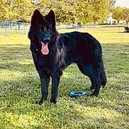 Chase is registered to the contest to win money with this photo: dog, black_dog, grass, park, toy, blue_toy, outdoor, sunny, canine, pet, animal, happy, tongue_out, ears_up, nature, field, fence, trees, daytime, playful