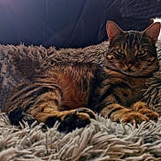 Nalou a rejoint le concours — aidez-le/la à gagner de superbes lots ! cat, tabby, pet, feline, animal, resting, fur, whiskers, ears, eyes, paws, blanket, texture, cozy, indoor, portrait, relaxed, closeup, soft, comfortable