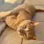 cat, ginger_cat, pet, animal, feline, relaxed, lying_down, floor, tile, sunlight, outdoor, whiskers, ears, collar, close_up, sleepy, domestic_animal, cute, fur, paw