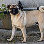 Charlie joined the competition — help win amazing prizes! pug, dog, pet, outdoor, animal, canine, fur, standing, tongue_out, garden, plant, leaf, brown, cute, alert, mammal, companion, portrait, friendly, domestic