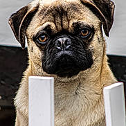 Charlie is registered to the contest to win money with this photo: dog, pug, pet, animal, close_up, fence, brown, black, face, ears, eyes, fur, portrait, expression, outdoor, cute, mammal, looking, nose, whiskers