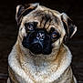 Charlie joined the competition — help win amazing prizes! dog, pug, pet, close_up, portrait, animal, cute, fur, face, ears, eyes, whiskers, expression, sitting, brown, black, adorable, domestic_animal, canine, head_tilt