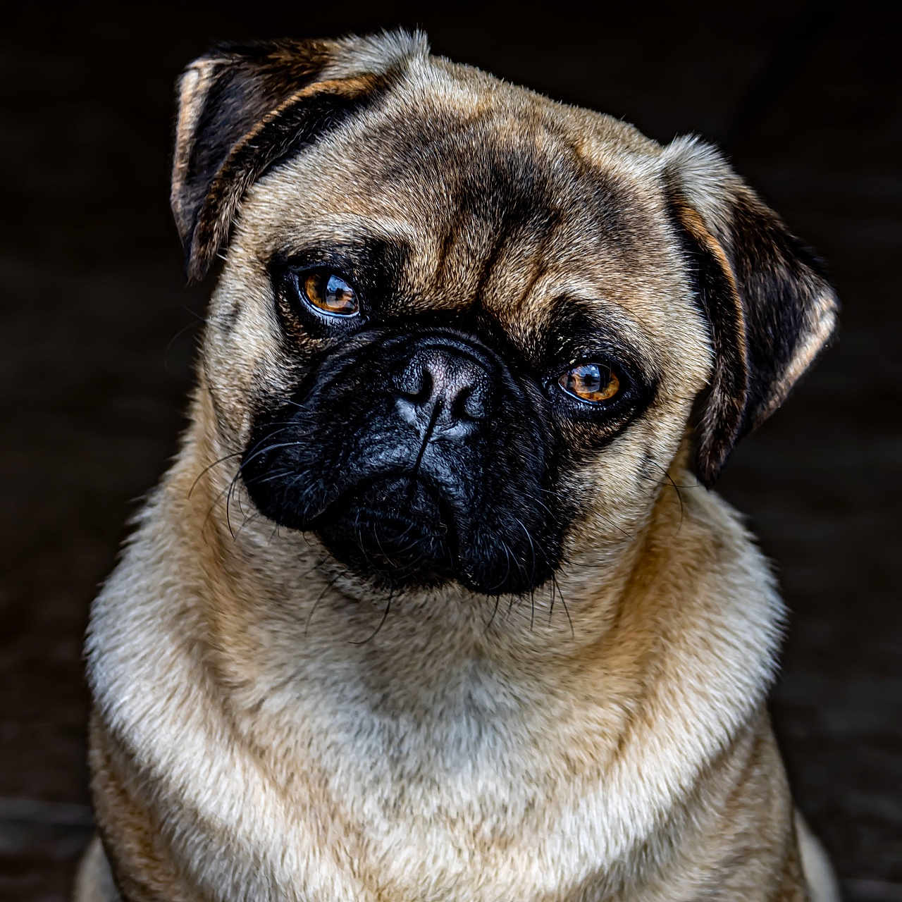 Charlie joined the competition — help win amazing prizes! adorable, animal, black, brown, canine, close_up, cute, dog, domestic_animal, ears, expression, eyes, face, fur, head_tilt, pet, portrait, pug, sitting, whiskers