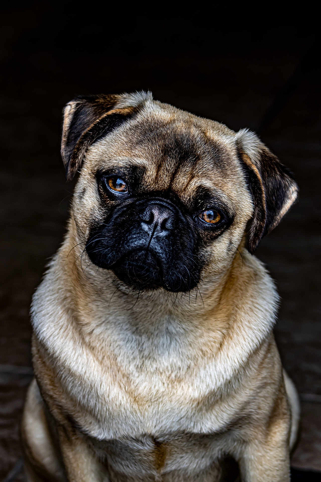 Charlie joined the competition — help win amazing prizes! dog, pug, pet, close_up, portrait, animal, cute, fur, face, ears, eyes, whiskers, expression, sitting, brown, black, adorable, domestic_animal, canine, head_tilt