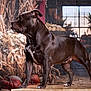 Uzia a rejoint le concours — aidez-le/la à gagner de superbes lots ! animal, autumn, black, brown, cornstalk, decoration, dog, flower, indoor, natural_light, pet, plant, portrait, pumpkin, rustic, staffordshire_bull_terrier, standing, white, window, wood