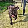 animal, brown_dog, canine, closeup, curious, daytime, dog, fence, front_view, grass, outdoor, patio, pet, playful, shadow, sunlight, table, tongue_out, walking, yard