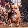 Saiden participe au concours pour gagner de l'argent avec cette photo : american_bulldog, animal, autumn, blue_eye, brown_fur, closeup, corn_stalks, dog, ears_up, fall_decor, focused, indoors, pet, portrait, pumpkins, rustic, sitting, vintage_wheel, white_chest, wooden_table
