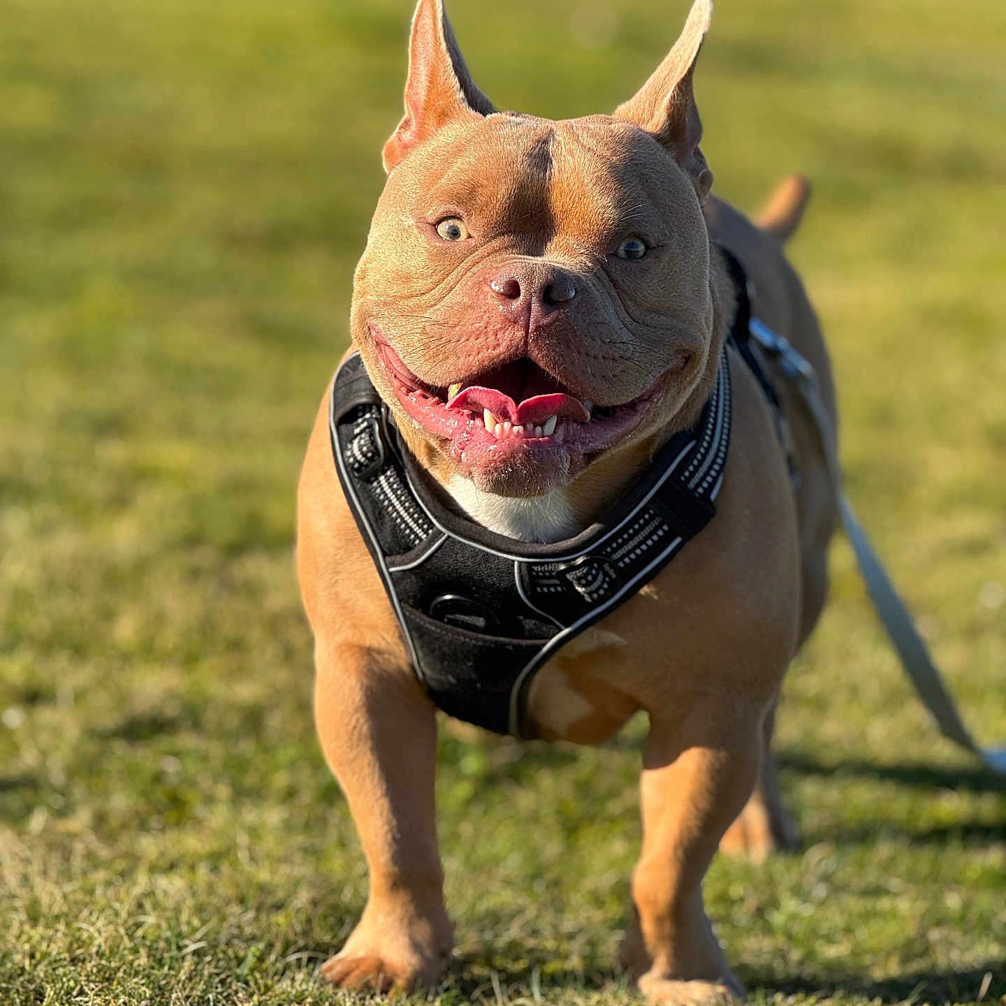 Saiden participe au concours pour gagner de l'argent avec cette photo : animal, canine, closeup, daytime, dog, ears, friendly, grass, happy, harness, leash, mammal, nature, outdoor, pet, playful, portrait, smiling, sunlight, walking