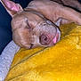 Saiden a rejoint le concours — aidez-le/la à gagner de superbes lots ! animal, blanket, canine, closeup, comfort, cozy, cute, dog, fur, indoor, leather, nap, pet, puppy, relaxed, resting, sleeping, soft, tongue, yellow