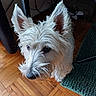 Rio participe au concours pour gagner de l'argent avec cette photo : dog, terrier, white_dog, fluffy, long_hair, upright_ears, pet, canine, animal, portrait, close_up, looking_at_camera, black_nose, dark_eyes, indoor, hardwood_floor, rug, furniture, home, cute