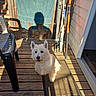 dog, white_dog, small_dog, terrier, pet, animal, sitting, outdoor, deck, wooden_floor, doormat, chair, towel, fishing_rods, doorway, house, sunlight, shadow, portrait, happy