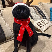 Bud joined the competition — help win amazing prizes! black_cat, cat, pet, animal, indoor, christmas_hat, reindeer_antlers, red_scarf, holiday, festive, sofa, couch, pillows, beige, cozy, feline, whiskers, sitting, cute, domestic_animal