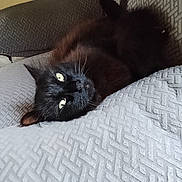 Ruby a rejoint le concours — aidez-le/la à gagner de superbes lots ! animal, black_cat, cat, closeup, cozy, cushion, eyes, feline, fur, gray, home, indoors, looking_up, pet, portrait, relaxed, resting, soft_light, texture, whiskers