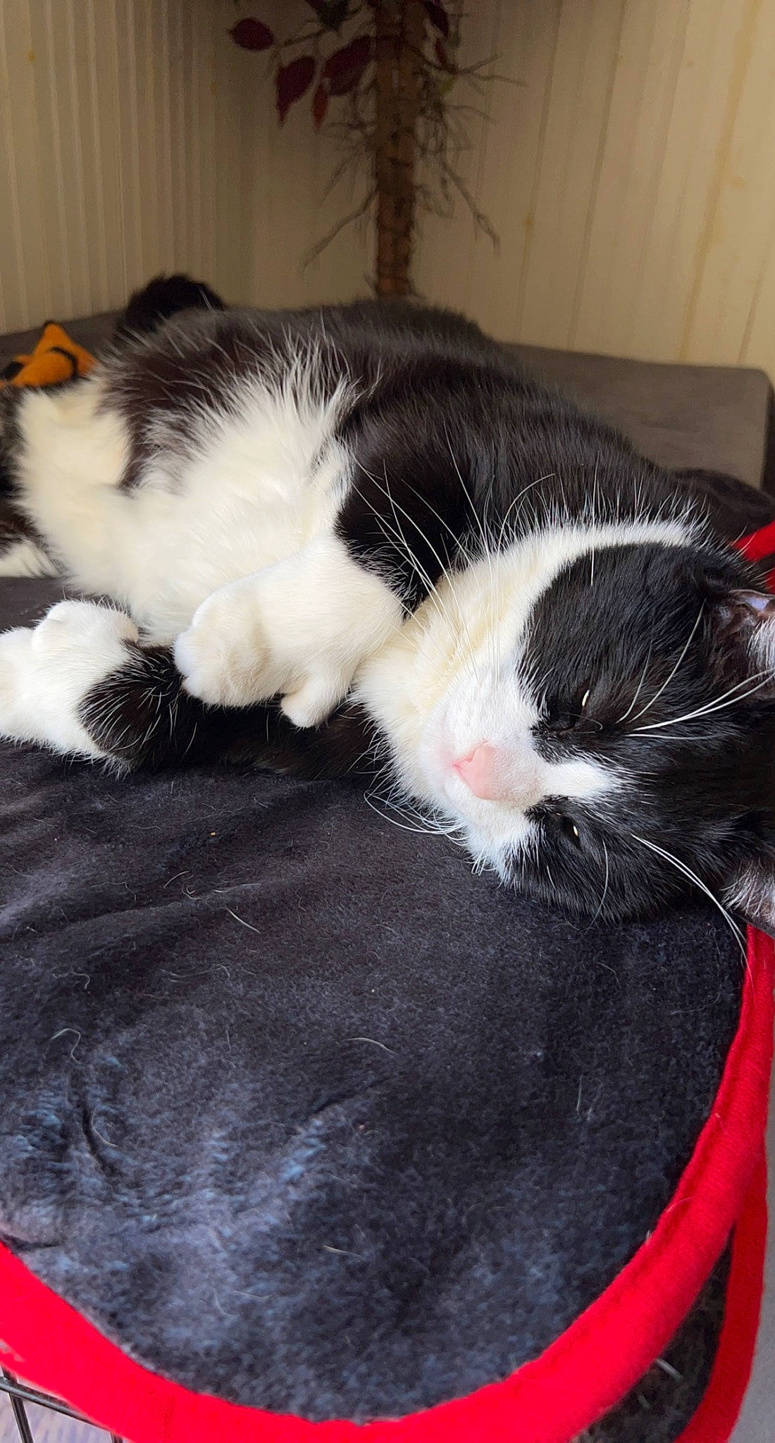 Mitts joined the competition — help win amazing prizes! carnivore, cat, cat_supply, claw, comfort, domestic_short_haired_cat, eye, felidae, foot, fur, mammal, nap, paw, sleep, small_to_medium_sized_cats, tail, vertebrate, whiskers