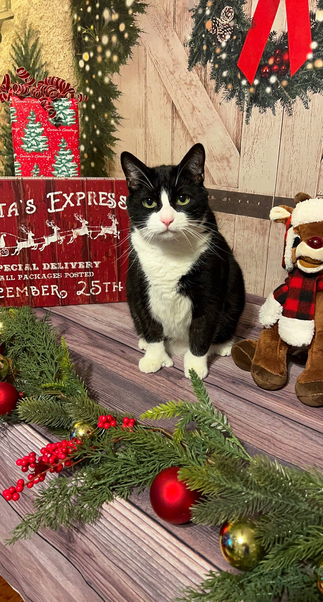 Mitts is registered to the contest to win money with this photo: art, carnivore, cat, christmas, christmas_decoration, christmas_eve, christmas_ornament, event, felidae, grass, holiday, holiday_ornament, natural_foods, ornament, plant, small_to_medium_sized_cats, tail, tree, vegetable, whiskers