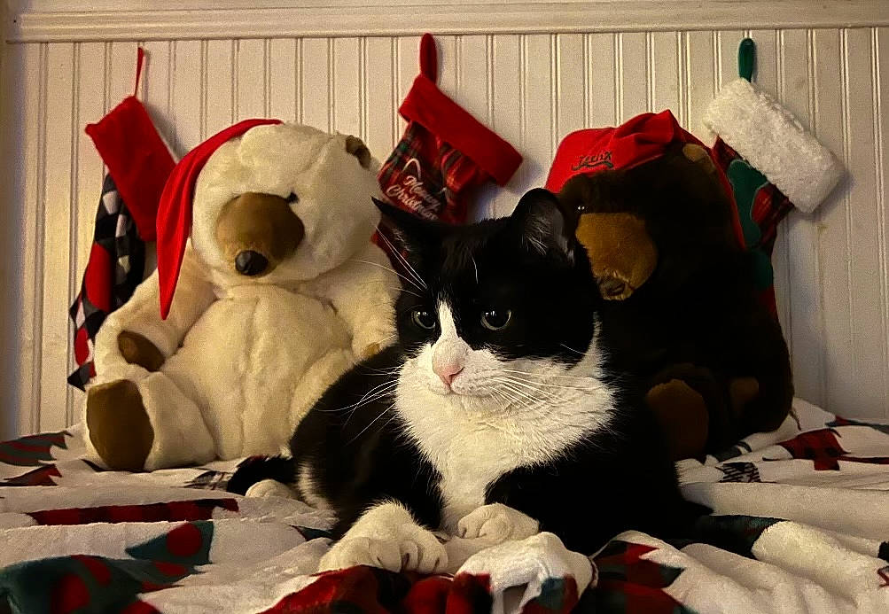 Mitts joined the competition — help win amazing prizes! bag, bed_sheet, bedding, carmine, carnivore, cat, comfort, creative_arts, domestic_short_haired_cat, event, felidae, fur, linens, paper_product, pattern, room, small_to_medium_sized_cats, snout, textile, whiskers