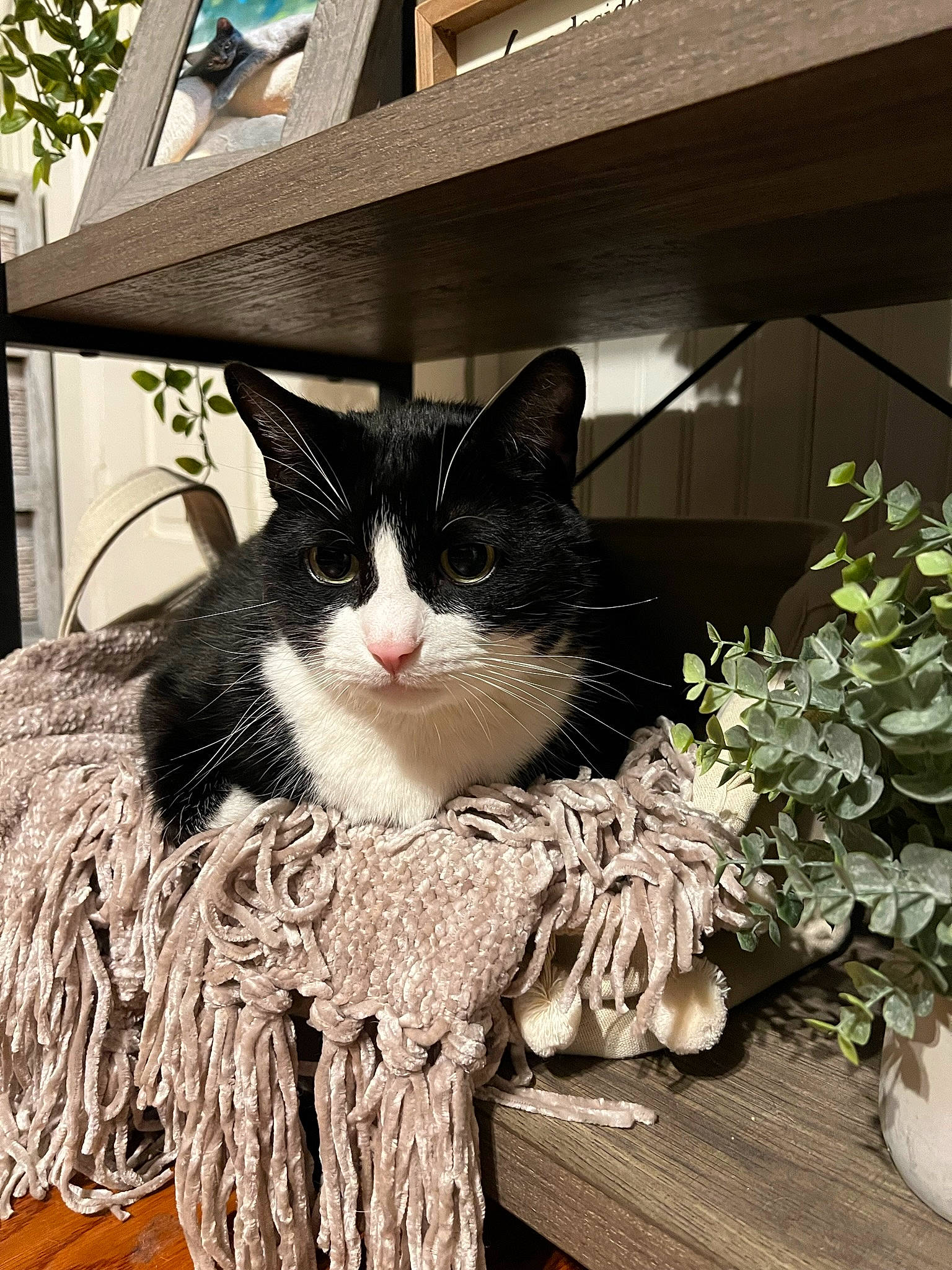 Mitts joined the competition — help win amazing prizes! art, black_cat, carnivore, cat, domestic_short_haired_cat, felidae, flowerpot, fur, grass, herb, houseplant, plant, small_to_medium_sized_cats, snout, tail, tree, trunk, whiskers, window, wood