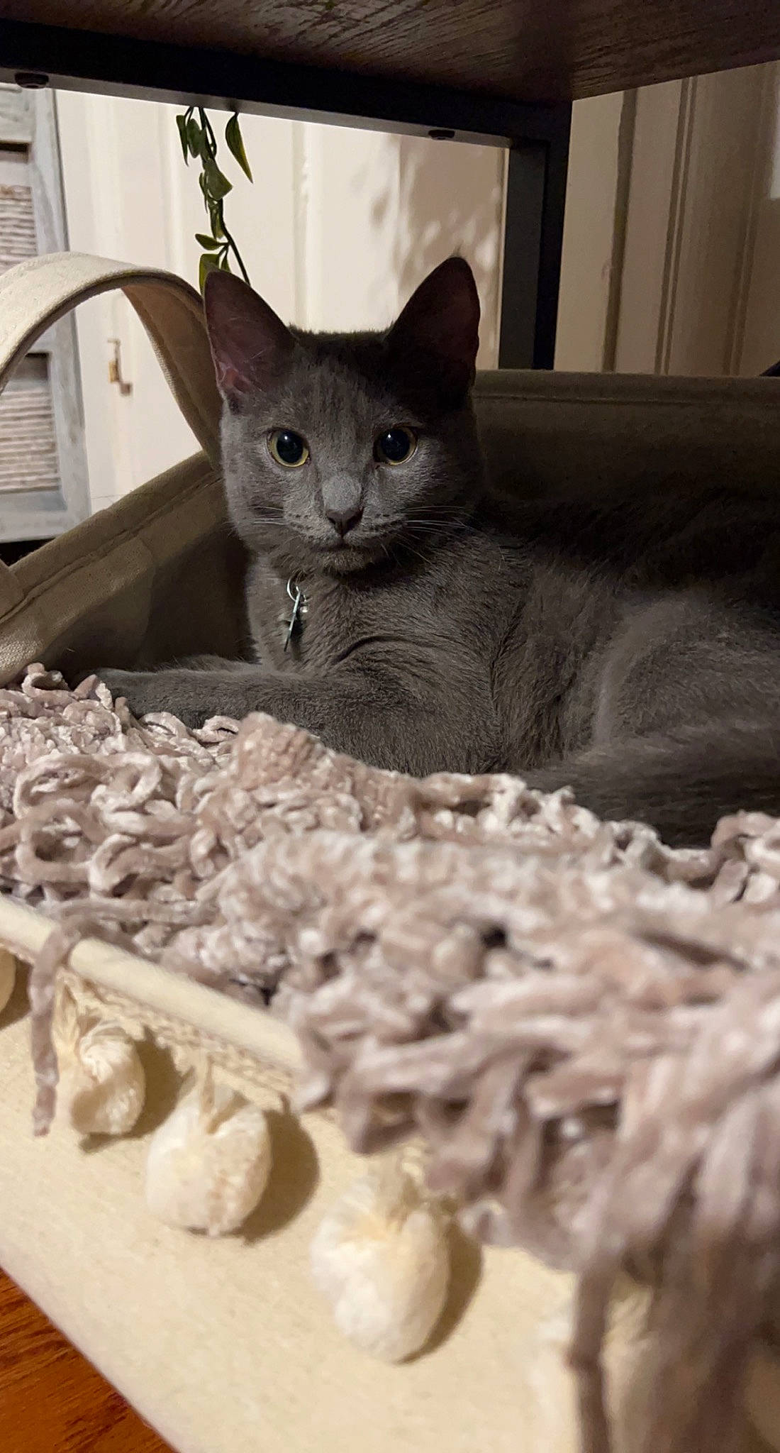 Mochi is registered to the contest to win money with this photo: carnivore, cat, cat_supply, comfort, comfort_food, dish, domestic_short_haired_cat, fawn, felidae, fur, ginger, ingredient, monochrome_photography, recipe, russian_blue, small_to_medium_sized_cats, snout, whiskers, white, wood