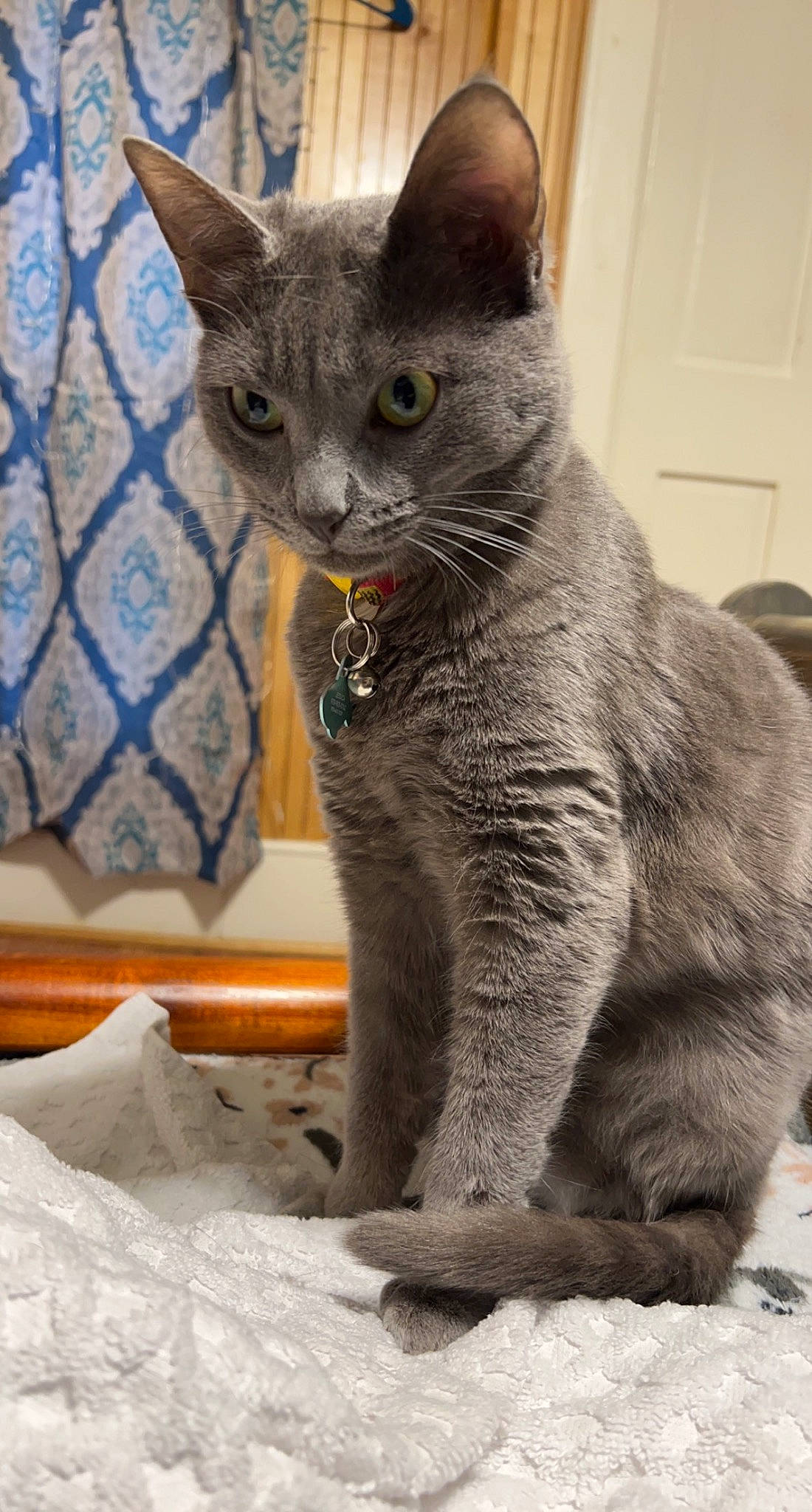 Mochi joined the competition — help win amazing prizes! carnivore, cat, cat_supply, claw, domestic_short_haired_cat, door, felidae, fur, grey, russian_blue, small_to_medium_sized_cats, snout, tail, terrestrial_animal, wall_plate, whiskers, window