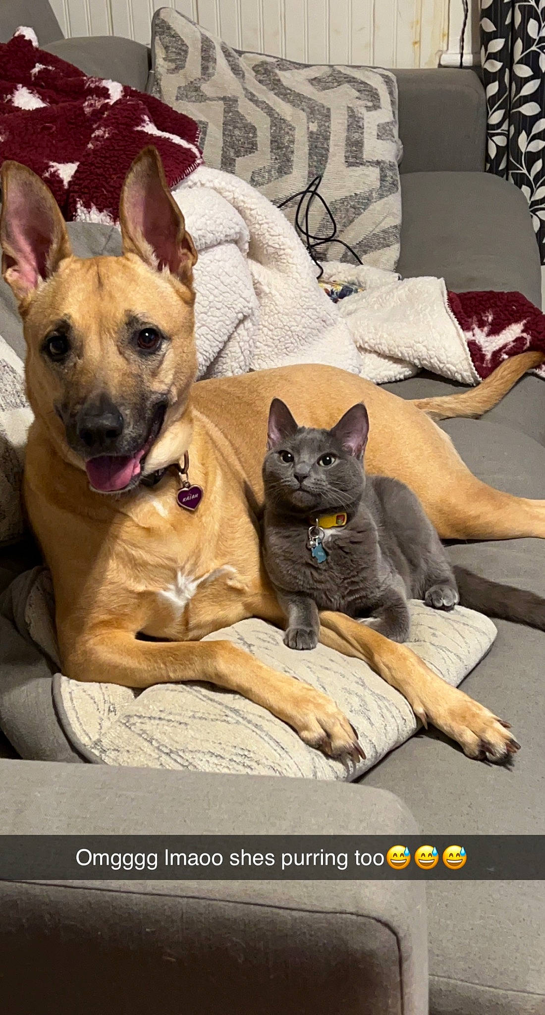Mochi joined the competition — help win amazing prizes! canidae, carnivore, cat, collar, comfort, companion_dog, dog, dog_breed, dog_supply, domestic_short_haired_cat, fawn, felidae, fur, nap, photo_caption, russian_blue, small_to_medium_sized_cats, snout, whiskers, window