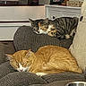 animal, calico_cat, cat, couch, cozy, domestic_cat, furniture, gray_couch, home_decor, indoor, living_room, napping, orange_cat, pet, photograph, relaxing, resting, sleeping, soft_texture, tabby_cat