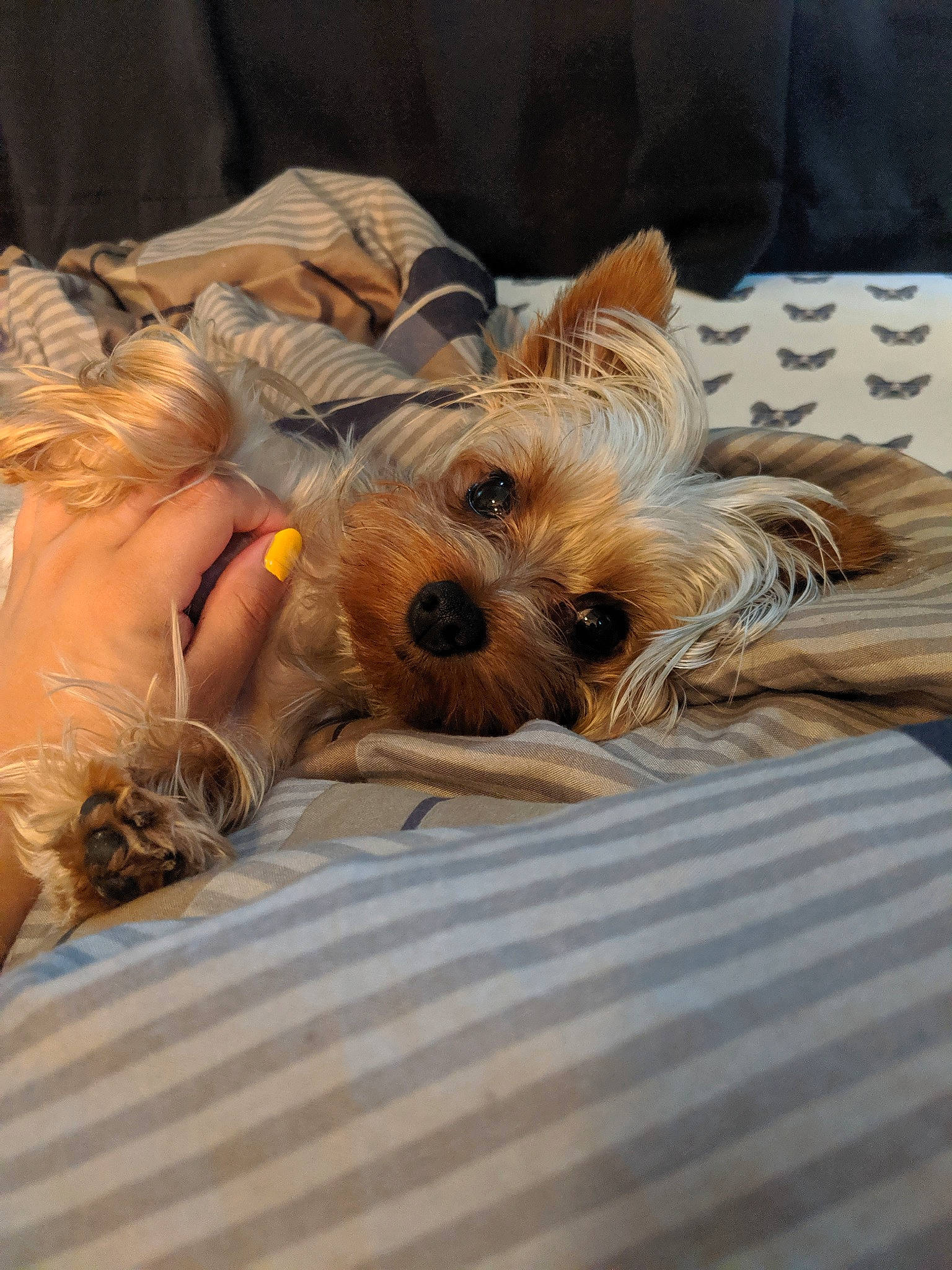 Toto joined the competition — help win amazing prizes! australian_silky_terrier, australian_terrier, biewer_terrier, cairn_terrier, canidae, carnivore, companion_dog, dog, dog_breed, mammal, morkie, nap, norwich_terrier, puppy, rare_breed_dog, small_terrier, snout, terrier, toy_dog, yorkshire_terrier