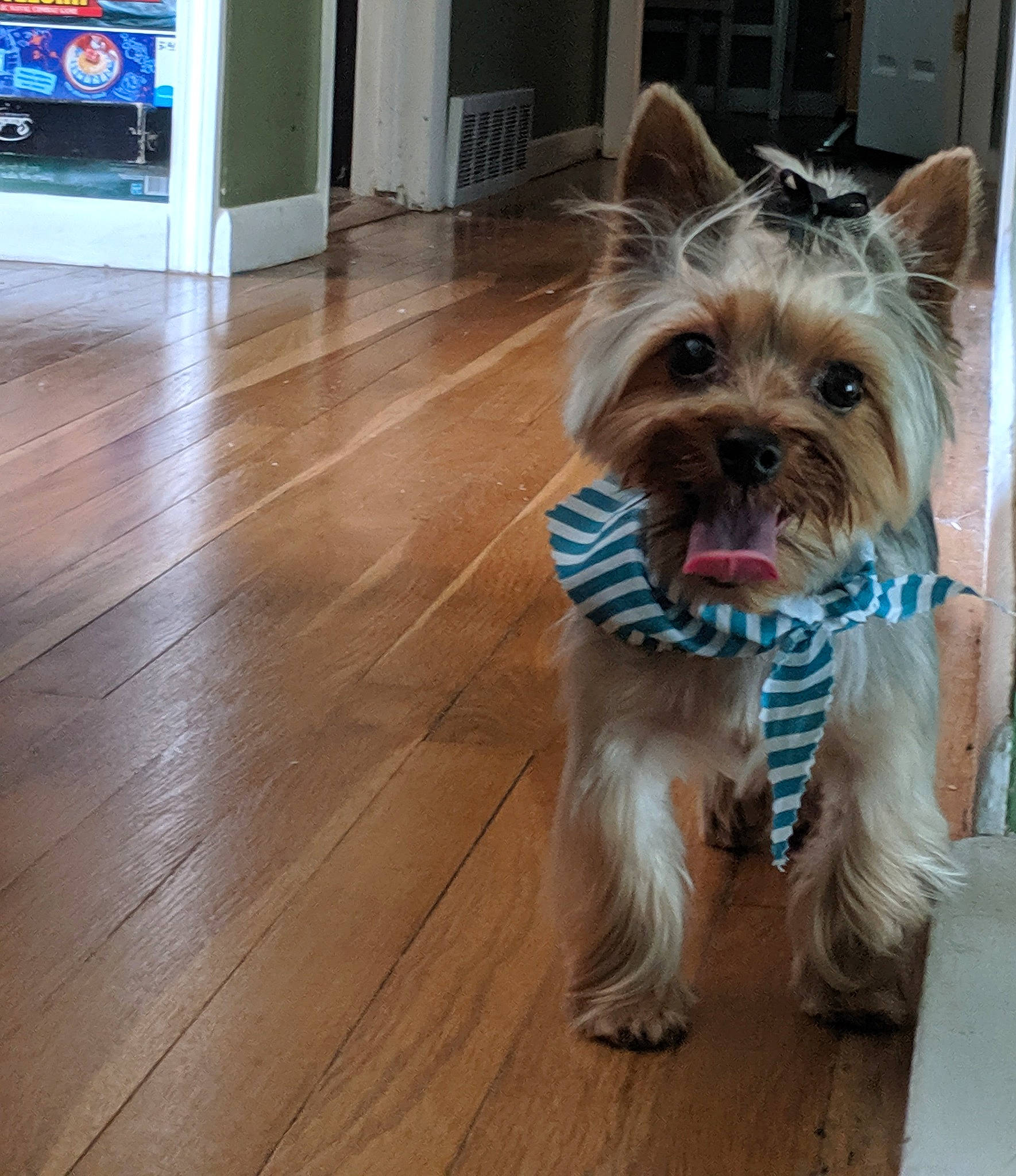 Toto joined the competition — help win amazing prizes! australian_silky_terrier, australian_terrier, biewer_terrier, cairn_terrier, canidae, carnivore, companion_dog, dog, dog_breed, mammal, morkie, norwich_terrier, rare_breed_dog, small_terrier, snout, sporting_group, terrier, toy_dog, vertebrate, yorkshire_terrier