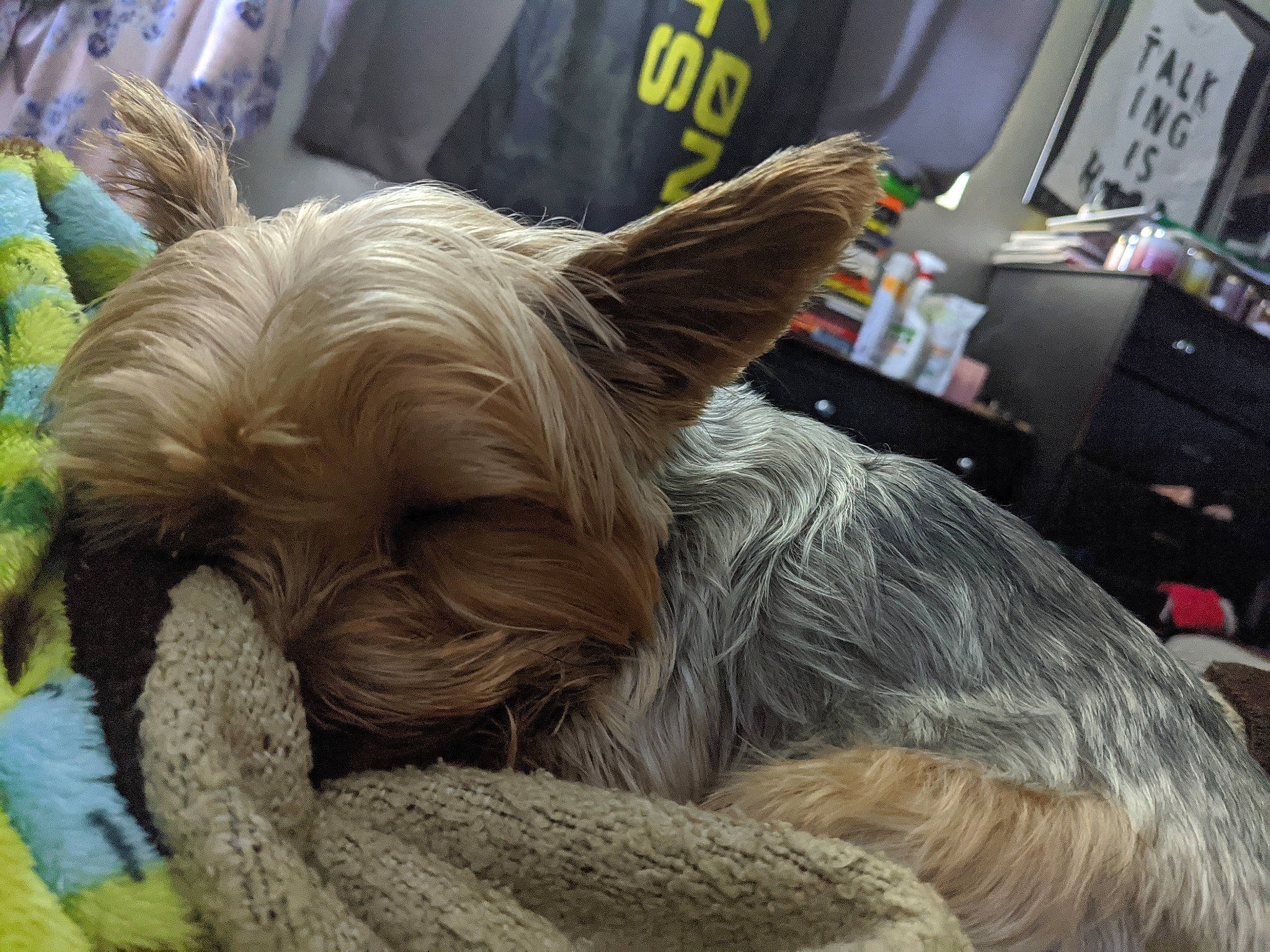 Toto joined the competition — help win amazing prizes! australian_silky_terrier, australian_terrier, berger_picard, biewer_terrier, cairn_terrier, canidae, carnivore, chinese_crested_dog, companion_dog, dog, dog_breed, ear, fawn, mammal, nap, small_terrier, terrier, toy_dog, yorkshire_terrier
