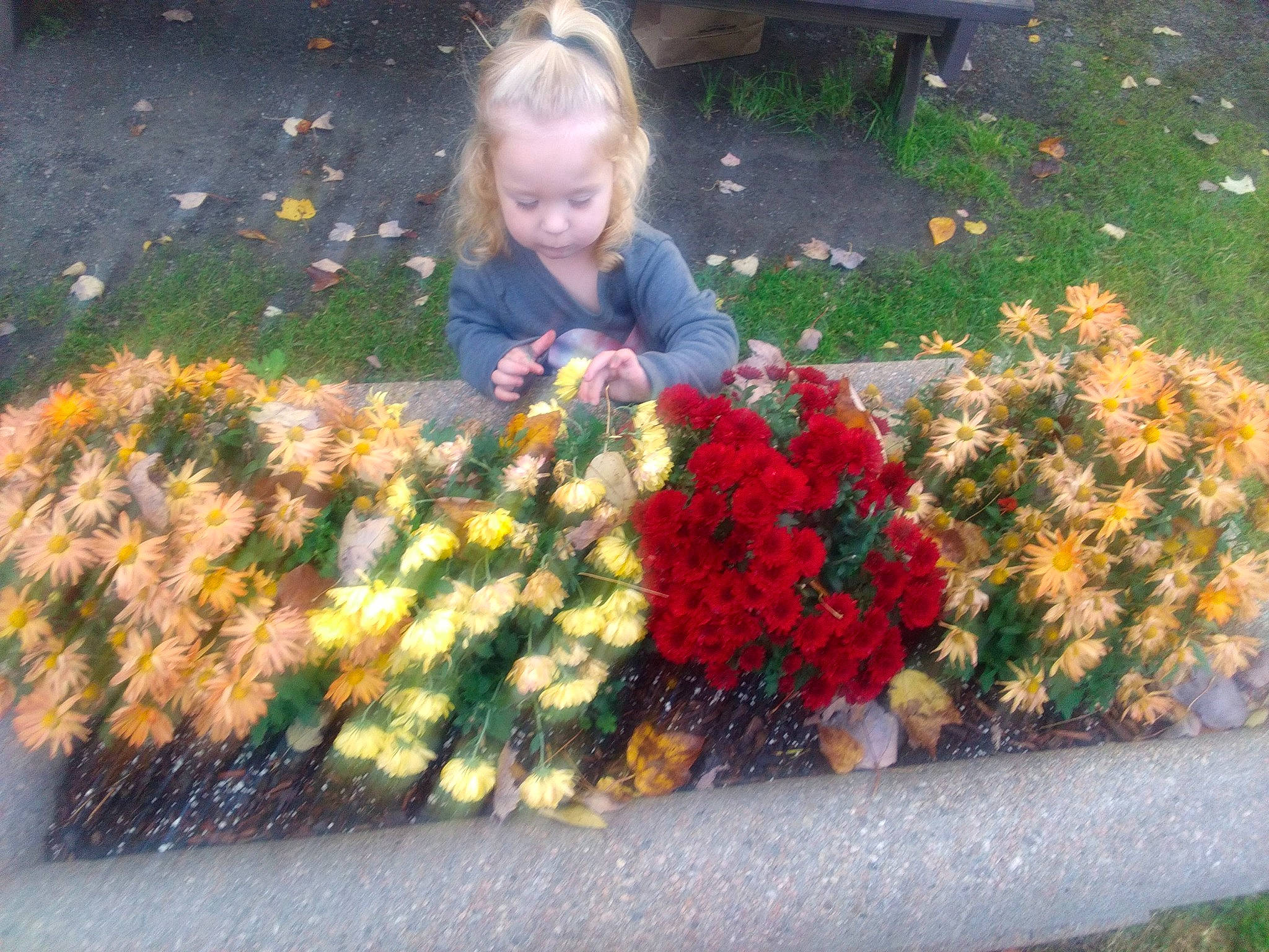 Primrose is registered to the contest to win money with this photo: annual_plant, asphalt, beauty, flower, flower_arranging, flowering_plant, garden, grass, groundcover, landscape, lawn, people_in_nature, person, petal, plant, public_space, road_surface, shrub, soil, toddler