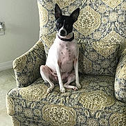 Miley is registered to the contest to win money with this photo: dog, pet, indoor, armchair, patterned_furniture, black_and_white, small_dog, ears_up, curious, seated, tile_floor, home, cozy, animal, sitting, furniture, domestic, companion, cute, portrait