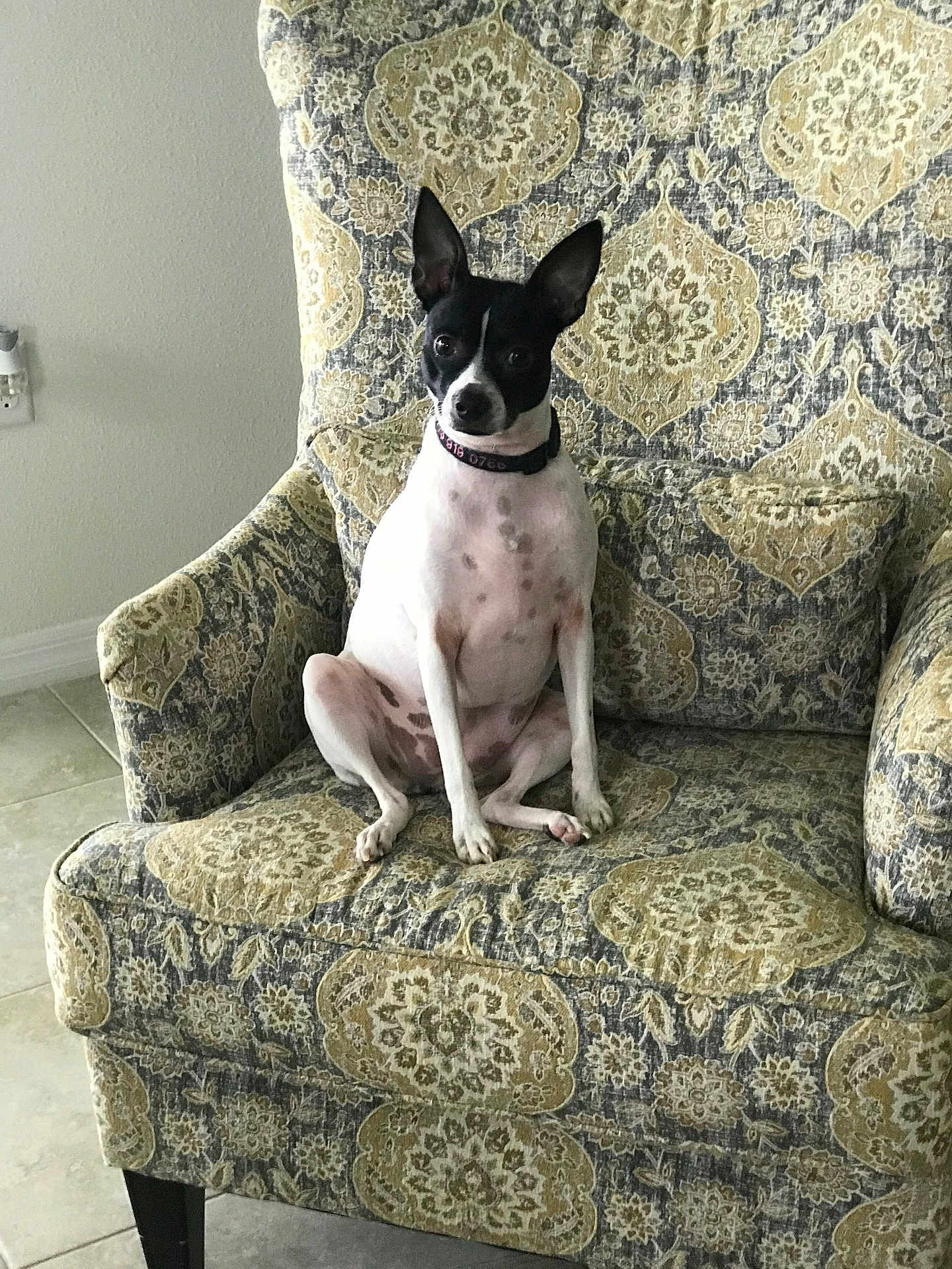 Miley is registered to the contest to win money with this photo: dog, pet, indoor, armchair, patterned_furniture, black_and_white, small_dog, ears_up, curious, seated, tile_floor, home, cozy, animal, sitting, furniture, domestic, companion, cute, portrait