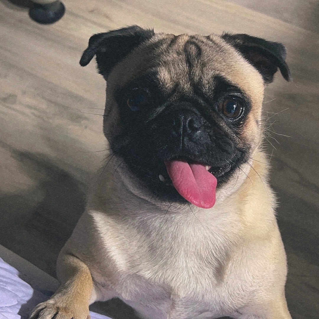 Penny joined the competition — help win amazing prizes! animal, bodypart, canine, dog, mouth, person, pet, pug, puppy, snout, tongue