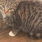 Milo is registered to the contest to win money with this photo: abyssinian, angora, animal, cat, egyptiancat, hardwood, indoors, kitten, manx, person, pet, sleeping, snout, wood