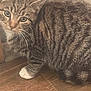 abyssinian, angora, animal, cat, egyptiancat, hardwood, indoors, kitten, manx, person, pet, sleeping, snout, wood