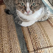 Tiger joined the competition — help win amazing prizes! abyssinian, animal, blanket, cat, chair, couch, cushion, furniture, hardwood, homedecor, indoors, kitten, linen, manx, mat, person, pet, quilt, rug, wood