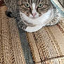abyssinian, animal, blanket, cat, chair, couch, cushion, furniture, hardwood, homedecor, indoors, kitten, linen, manx, mat, person, pet, quilt, rug, wood