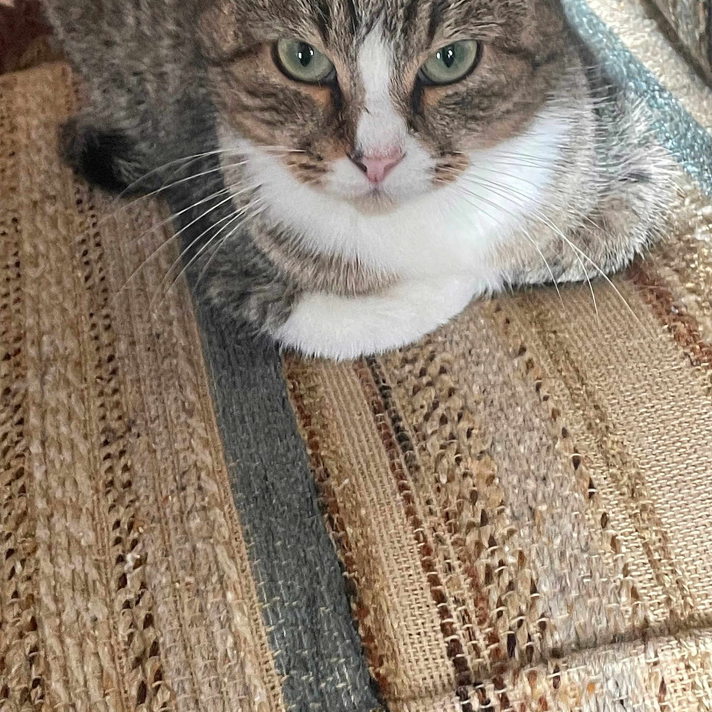 Tiger joined the competition — help win amazing prizes! abyssinian, animal, blanket, cat, chair, couch, cushion, furniture, hardwood, homedecor, indoors, kitten, linen, manx, mat, person, pet, quilt, rug, wood