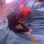 Buttercup is registered to the contest to win money with this photo: abyssinian, animal, bed, bedroom, blanket, cat, couch, cushion, furniture, homedecor, indoors, kitten, laundry, linen, manx, person, pet, quilt, room, sleeping