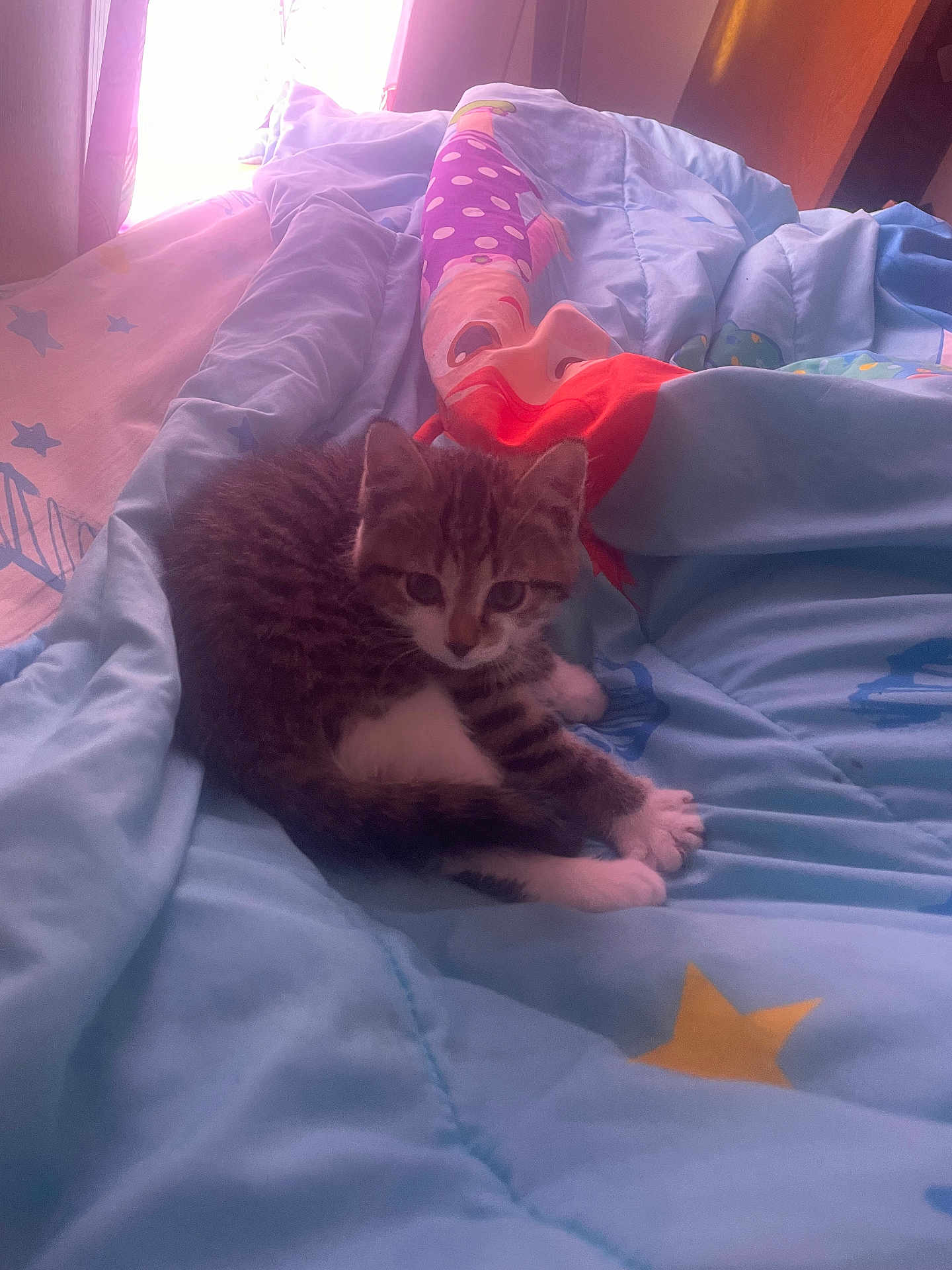 Buttercup is registered to the contest to win money with this photo: abyssinian, animal, bed, bedroom, blanket, cat, couch, cushion, furniture, homedecor, indoors, kitten, laundry, linen, manx, person, pet, quilt, room, sleeping