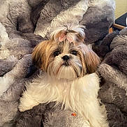 Koko is registered to the contest to win money with this photo: dog, small_dog, fluffy, bow, pet, cute, fur, blanket, plush, cozy, indoors, animal, canine, relaxing, comfort, brown, white, adorable, portrait, resting
