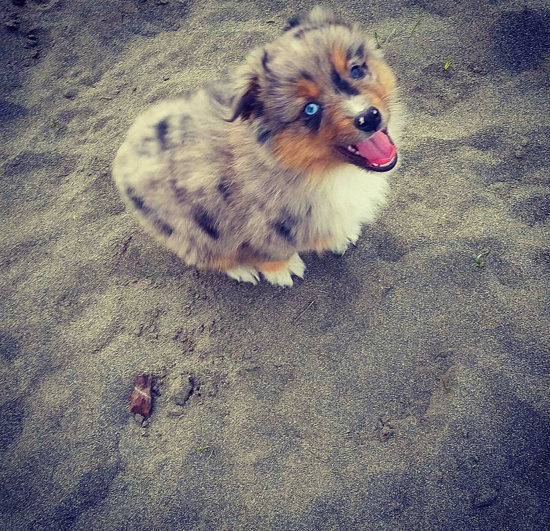 Gambit joined the competition — help win amazing prizes! ancient_dog_breeds, canidae, carnivore, companion_dog, dog, dog_breed, dog_supply, fawn, fur, miniature_australian_shepherd, non_sporting_group, puppy, snout, spitz, sporting_group, toy_dog, working_animal