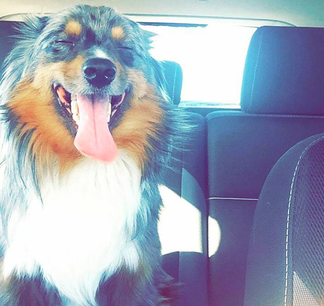 Gambit joined the competition — help win amazing prizes! car_seat, car_seat_cover, carnivore, collie, companion_dog, dog, dog_breed, fur, head_restraint, iris, jaw, scotch_collie, shetland_sheepdog, snout, sporting_group, tongue, tooth, vehicle_door, vertebrate, whiskers