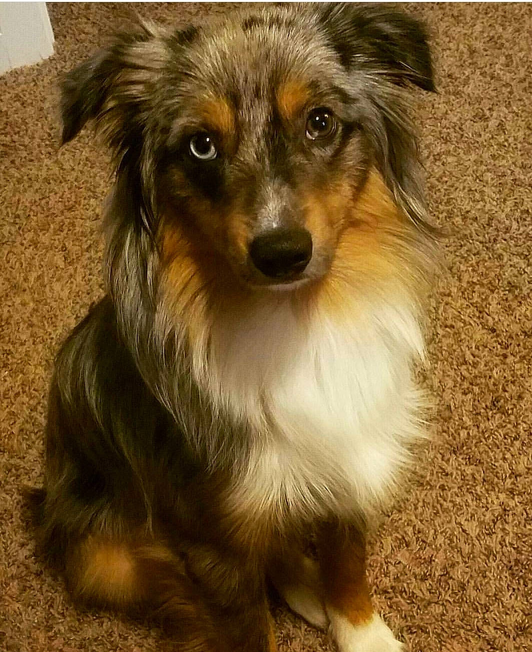 Gambit is registered to the contest to win money with this photo: brown, canidae, carnivore, companion_dog, dog, dog_breed, fawn, fur, herding_dog, iris, liver, skin, snout, sporting_group, vertebrate, whiskers, working_animal, working_dog