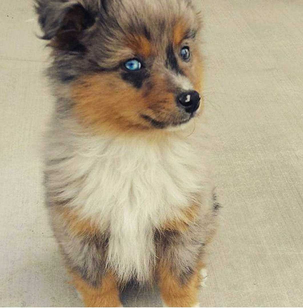 Gambit is registered to the contest to win money with this photo: brown, canidae, carnivore, companion_dog, dog, dog_breed, dog_supply, fawn, fur, liver, non_sporting_group, puppy, snout, sporting_group, toy_dog, whiskers, working_animal, working_dog