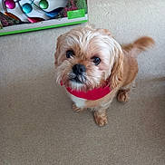Timmy is registered to the contest to win money with this photo: adorable, animal, brown_dog, carpet, colorful, companion, curious, cute, decor, dog, domestic_animal, fluffy, friendly, fur, indoor, looking_up, pet, red_bandana, small_dog, wooden_furniture