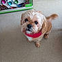 adorable, animal, brown_dog, carpet, colorful, companion, curious, cute, decor, dog, domestic_animal, fluffy, friendly, fur, indoor, looking_up, pet, red_bandana, small_dog, wooden_furniture