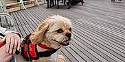 Timmy joined the competition — help win amazing prizes! adult, animal, baby, boardwalk, bridge, canine, car, clothing, dog, female, footwear, person, pet, pier, port, shoe, water, waterfront, woman, wood