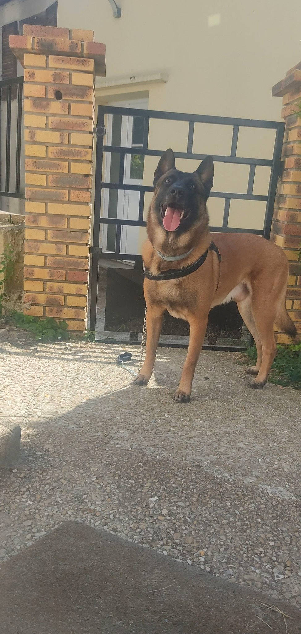 Nike a rejoint le concours — aidez-le/la à gagner de superbes lots ! asphalt, building, carnivore, collar, companion_dog, dog, dog_breed, dog_collar, dog_supply, door, fawn, grass, leash, plant, road_surface, snout, sporting_group, tail, window, working_animal